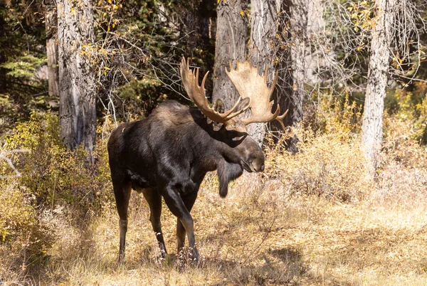 Ένα Ταύρο Shiras Άλκη Στο Grand Teton National Park Wyoming — Φωτογραφία Αρχείου