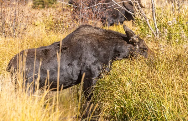 Een Koe Shiras Elanden Wyoming Herfst — Stockfoto