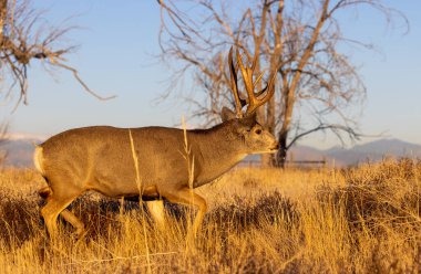 Colorado 'da sonbaharda tekdüze bir geyik avı.