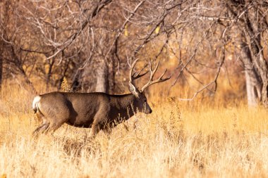 Colorado 'da sonbaharda tekdüze bir geyik avı.