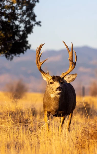 Mule Deer Buck Rut Colorado Fall — Stock Photo, Image