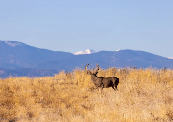 Mulo Cervo Buck Durante Carreggiata Colorado Autunno — Foto Stock