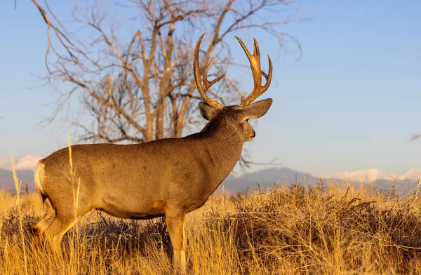 Een Ezel Hert Bok Tijdens Sleur Colorado Herfst — Stockfoto