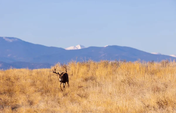 秋のコロラドでのラバ鹿の背中 — ストック写真