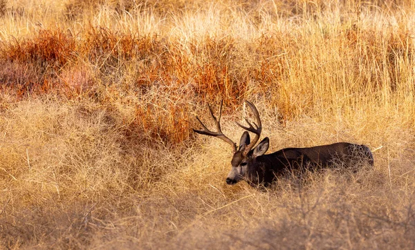 Een Ezel Hert Bok Tijdens Sleur Colorado Herfst — Stockfoto