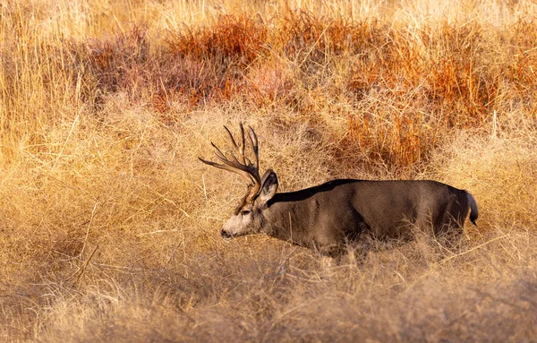 Colorado Sonbaharda Tekdüze Bir Geyik Avı — Stok fotoğraf