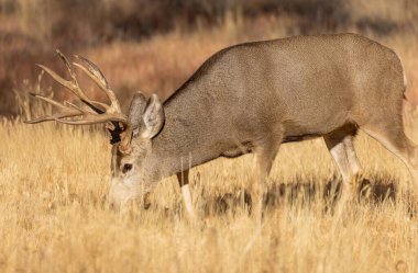 Colorado 'da sonbahar monotonluğu sırasında bir geyik.