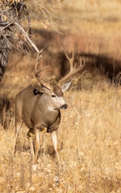 Colorado 'da sonbahar monotonluğu sırasında bir geyik.