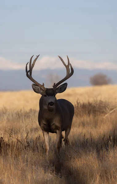 Buck Mule Deer Fall Rut Colorado — 스톡 사진