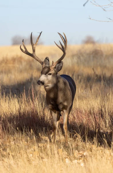 Ciervo Mula Buck Durante Rutina Otoño Colorado —  Fotos de Stock