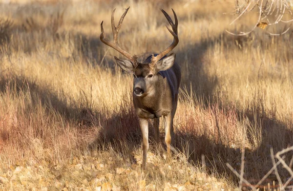 Ciervo Mula Buck Durante Rutina Otoño Colorado —  Fotos de Stock