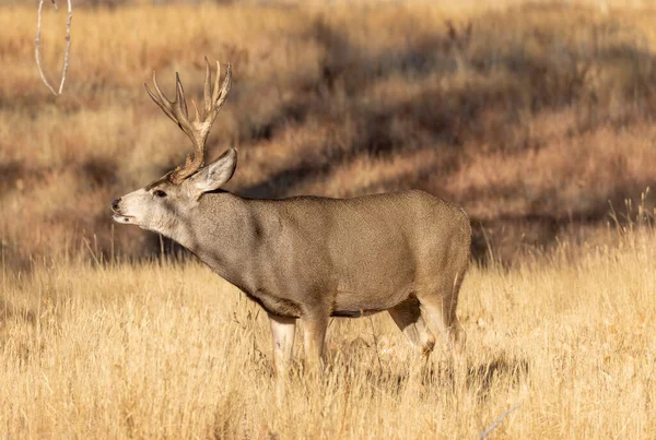 Ciervo Mula Buck Durante Rutina Otoño Colorado —  Fotos de Stock