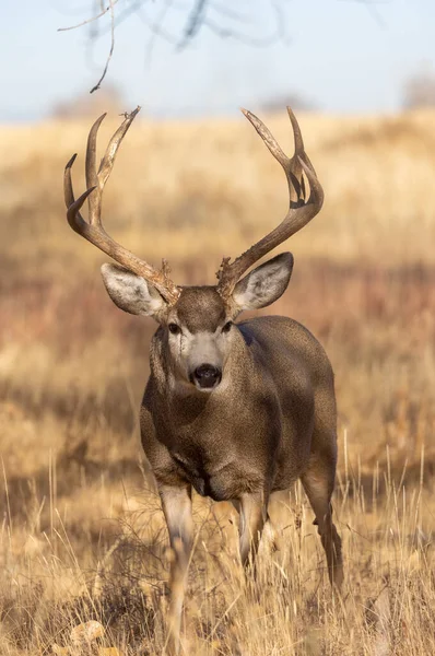 Buck Mule Deer Fall Rut Colorado — 스톡 사진