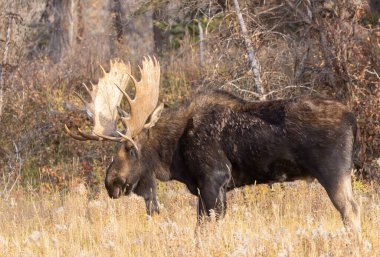 Grand Teton Ulusal Parkı 'nda sonbaharda Wyoming' de tekdüze bir geyik.