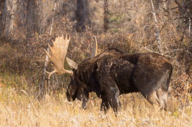 Grand Teton Ulusal Parkı 'nda sonbaharda Wyoming' de tekdüze bir geyik.