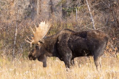 Grand Teton Ulusal Parkı 'nda sonbaharda Wyoming' de tekdüze bir geyik.
