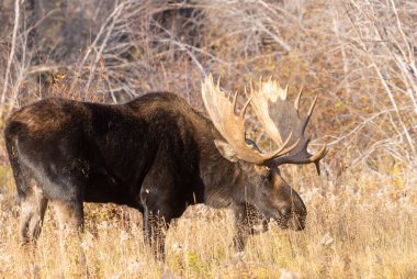 Grand Teton Ulusal Parkı 'nda sonbaharda Wyoming' de tekdüze bir geyik.