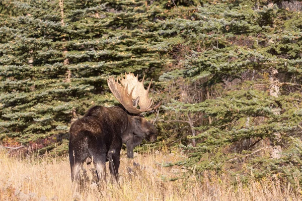 Toro Shiras Alce Durante Rutina Grand Teton Parque Nacional Wyoming —  Fotos de Stock