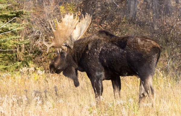 Tjur Tröjor Älg Ruffen Grand Teton National Park Wyoming Hösten — Stockfoto