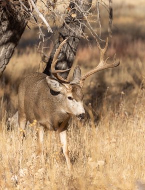 Colorado 'da sonbahar monotonluğu sırasında geyik avı.