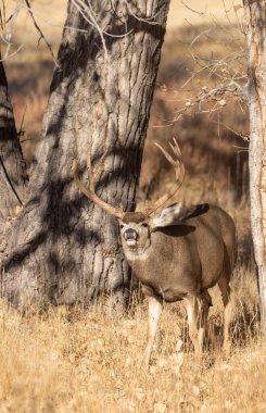 Colorado 'da sonbahar monotonluğu sırasında geyik avı.