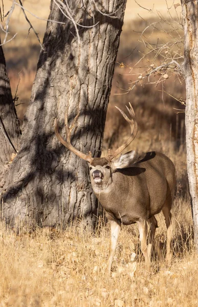Colorado 'da sonbahar monotonluğu sırasında geyik avı.