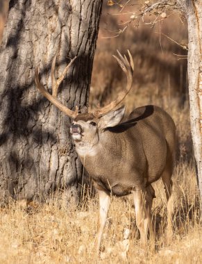 Colorado 'da sonbahar monotonluğu sırasında geyik avı.