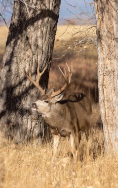 Colorado 'da sonbahar monotonluğu sırasında geyik avı.