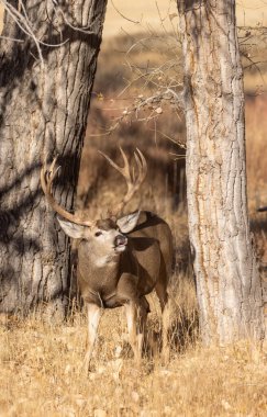 Colorado 'da sonbahar monotonluğu sırasında geyik avı.