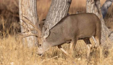 Colorado 'da sonbahar monotonluğu sırasında geyik avı.