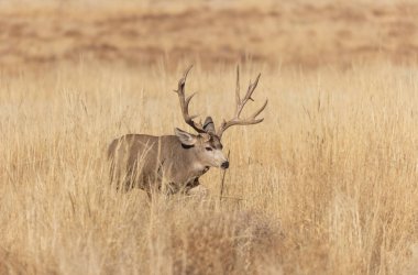 Colorado 'da sonbahar monotonluğu sırasında geyik avı.