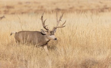 Colorado 'da sonbahar monotonluğu sırasında geyik avı.