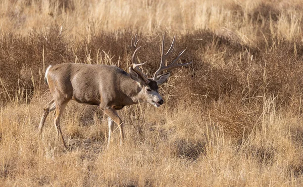 Een Ezel Hert Bok Tijdens Herfst Bronst Colorado — Stockfoto