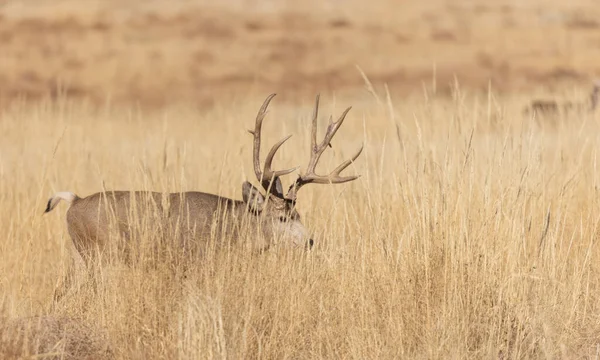 Colorado 'da sonbahar monotonluğu sırasında geyik avı.