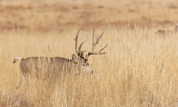 科罗拉多州秋季车辙中的骡鹿 — 图库照片