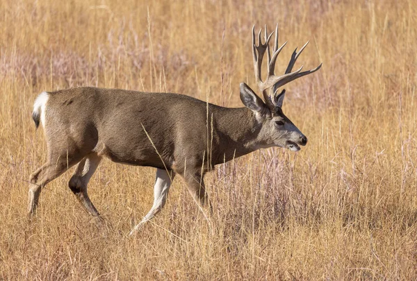 Ciervo Mula Buck Durante Rutina Otoño Colorado —  Fotos de Stock