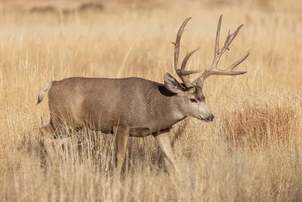 Muuli Peura Buck Syksyllä Rut Coloradossa — kuvapankkivalokuva