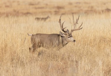 Colorado 'da sonbahar monotonluğu sırasında geyik avı.