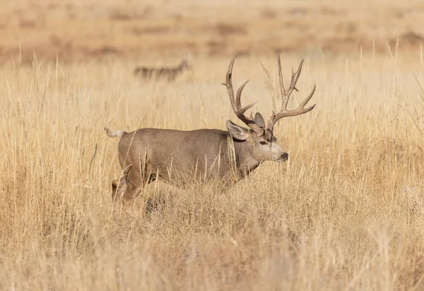 Colorado 'da sonbahar monotonluğu sırasında geyik avı.