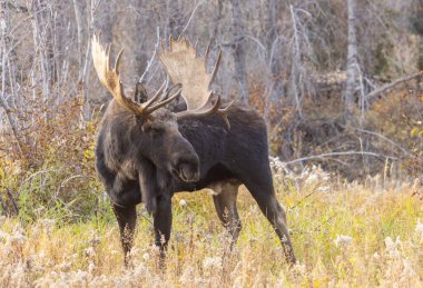 Grand Teton Ulusal Parkı Wyoming 'de sonbaharda tekdüze bir geyik sürüsü.