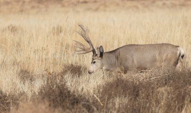 Colorado 'da sonbaharda tekdüze bir geyik sürüsü