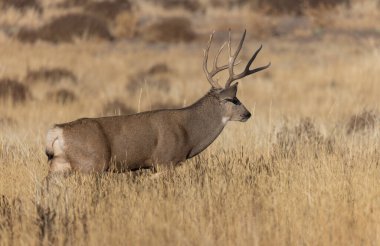 Colorado 'da sonbaharda tekdüze bir geyik sürüsü