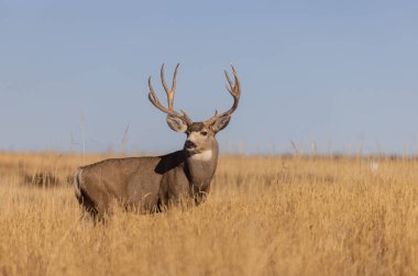 Colorado 'da sonbaharda tekdüze bir geyik sürüsü