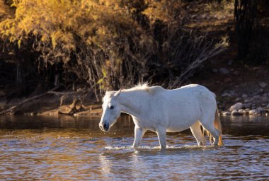 Arizona çölündeki Salt River 'da güzel vahşi bir at.