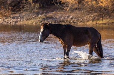 Arizona çölündeki Salt River 'da güzel vahşi bir at.