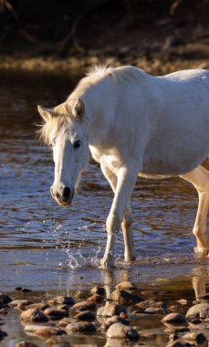 Arizona çölündeki Salt River 'da güzel vahşi bir at.