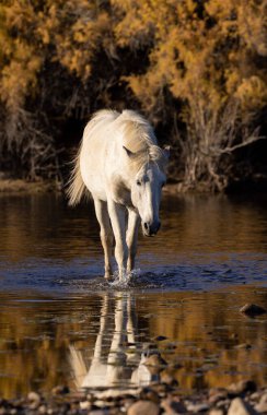 Arizona çölündeki Salt River 'da güzel vahşi bir at.