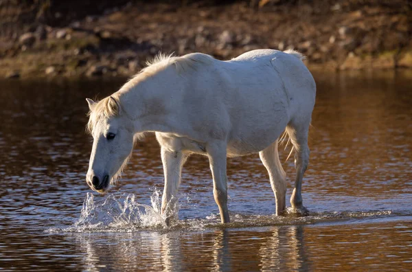 Arizona çölündeki Salt River 'da güzel vahşi bir at.