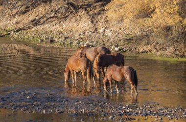 Arizona çölündeki Salt River 'da vahşi at sürüsü.