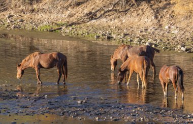 Arizona çölündeki Salt River 'da vahşi at sürüsü.